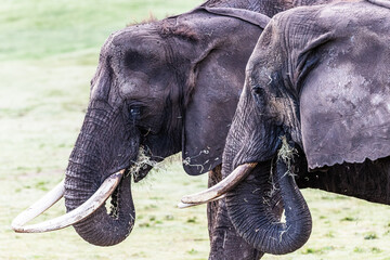 African elephants grazing side by side