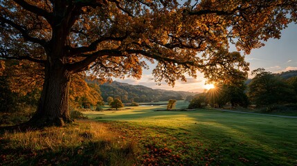 Fototapeta premium Vibrant autumn park scene features a large tree with golden leaves framing a green field as the sun sets over distant hills in warm light.