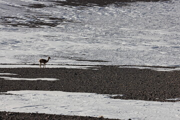 Fototapeta premium Llamas grazing in Los Flamencos National Reserve, Chile.