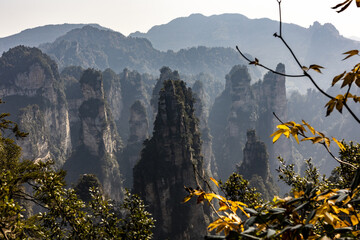 View of towering sandstone pillars pierce the sky amidst a sea of green, framed by autumnal foliage in Zhangjiajie National Forest Park, Zhangjiajie, Hunan, China.