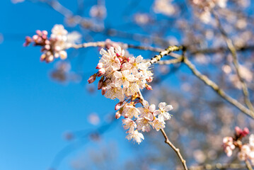 Pink cherry blossoms in full bloom against a clear blue sky.
