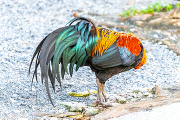 Proud colorful male rooster chicken in Patong Phuket Thailand.