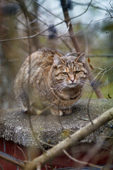 A tabby cat sits on a chimney © hobitnjak