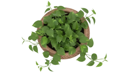 Golden pothos in pot PNG isolated on transparent background, devil s ivy houseplant for indoor decor and air purification