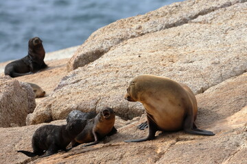 Fototapeta premium australian fur seal