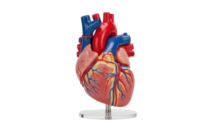 Anatomical heart model isolated PNG, detailed medical teaching aid for educational purposes and healthcare professionals