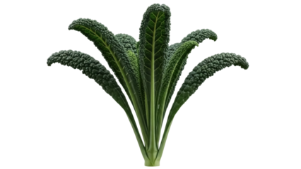 Lacinato kale isolated PNG on transparent background, also known as dinosaur kale or Tuscan kale, a dark green leafy vegetable for healthy eating