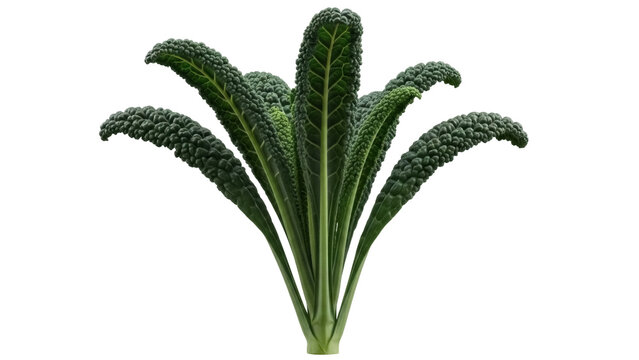 Lacinato kale isolated PNG on transparent background, also known as dinosaur kale or Tuscan kale, a dark green leafy vegetable for healthy eating