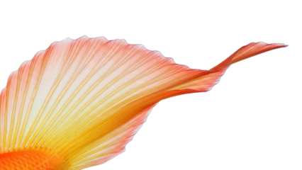 Elegant orange and yellow goldfish tail isolated PNG, flowing fin with translucent texture on transparent background for design elements
