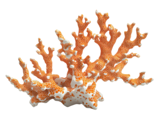 Vibrant orange coral reef with white spots on black background