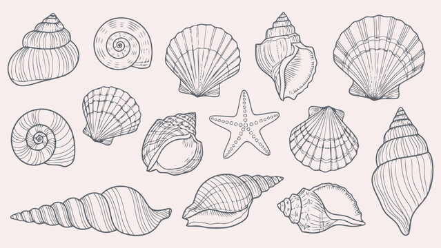 Collection of seashells and starfish illustration Vector, illustration
