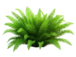 Vibrant green fern plant on black background