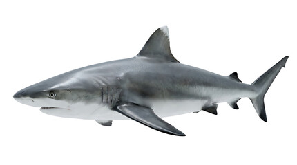 Fototapeta premium A gray shark swimming left with a white background and sharp fins and tail.