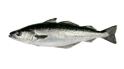 A detailed profile view of a fresh mackerel fish on a white background.