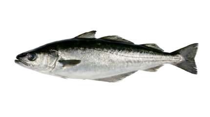 A detailed profile view of a fresh mackerel fish on a white background.