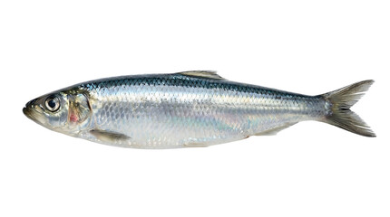 Fototapeta premium A silver fish with a blue back and white belly against a clean white background.