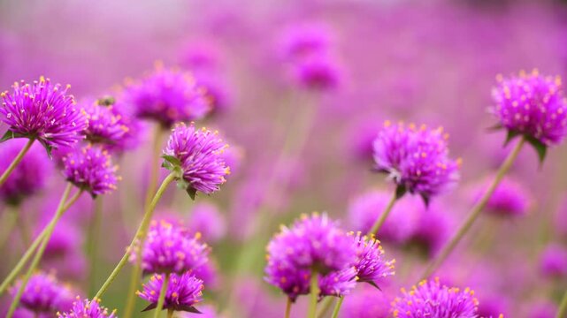 Beautiful Purple Globe Amaranth Flowers Blooming in Autumn Garden - 가을 정원에 만개한 아름다운 보랏빛 천일홍 꽃