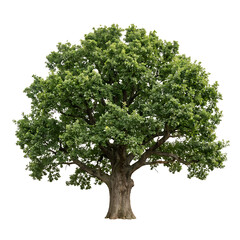 Obraz premium A large tree with a thick trunk and lush green foliage against a plain white background.
