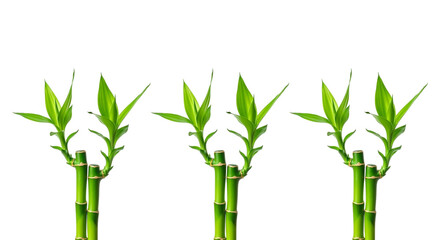 Fototapeta premium Three bamboo stalks with green leaves isolated on transparent background