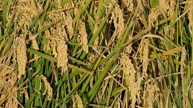 Detail of rice plants in the Ebro River Delta, Catalonia, Spain. 4k.
Close-up of mature rice crop, ready to be harvested, illuminated by the warm light of the sunset and swaying in a gentle breeze.