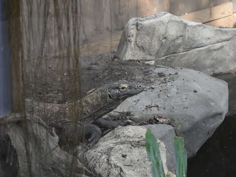 Varan du Komodo (Varanus komodoensis) &eacute;voluant parmi des rochers.