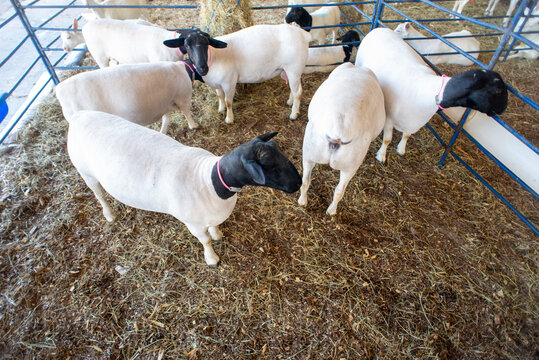 Group of Dorper sheep in an enclosure.