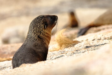 australian fur seal