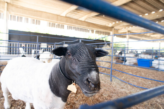 Dorper Sheep with Wrinkled Face
