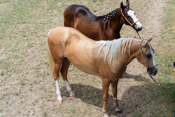 Fototapeta premium Two Horses with Braided Manes