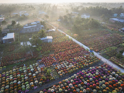 Aerial view of vibrant flower fields bask in the soft morning light, creating a tapestry of colors contrasting with the simple houses nestled among the trees, Mekong Delta, Mekong Delta, Vietnam.