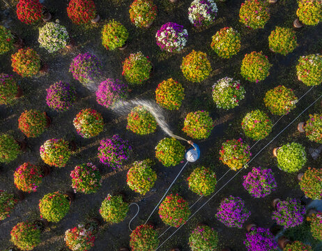 Aerial view of a gardener watering vibrant flower pots arranged in neat rows creating a colorful tapestry, Mekong Delta, Mekong Delta, Vietnam.