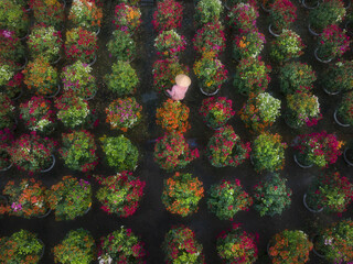 Aerial view of a person in a traditional conical hat walking through rows of colorful potted plants creating a vibrant tapestry of hues, Mekong Delta, Mekong Delta, Vietnam.