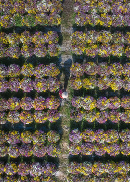 Aerial view of the vibrant flower fields, a tapestry of purple and yellow blossoms stretching as far as the eye can see, Mekong Delta, Mekong Delta, Vietnam.