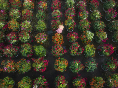 Aerial view of a person in a traditional conical hat walking through rows of colorful potted plants creating a vibrant tapestry of hues, Mekong Delta, Mekong Delta, Vietnam.
