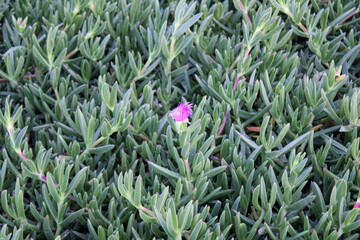 Obraz premium Hottentot fig, ice plant, sour fig – Carpobrotus acinaciformis – Aizoaceae