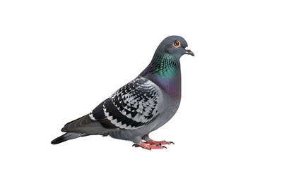A pigeon standing alone on a black background showcasing its gray feathers and vibrant neck