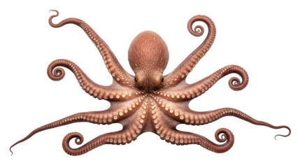 Vibrant orange octopus with curled tentacles on black background