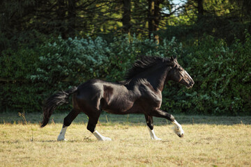 Black draft horse galloping in the paddock on the farm