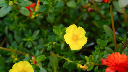 Obraz premium Krokot Mawar or Purslane is a succulent flowering plant native to Argentina, Brazil, Uruguay and often cultivated in garden. It has many common names like Moss rose, ten o'clock and wingpod purslane.