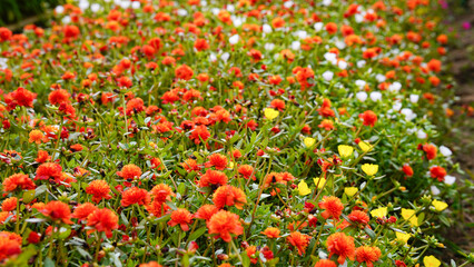 Krokot Mawar or Purslane is a succulent flowering plant native to Argentina, Brazil, Uruguay and often cultivated in garden. It has many common names like Moss rose, ten o'clock and wingpod purslane.
