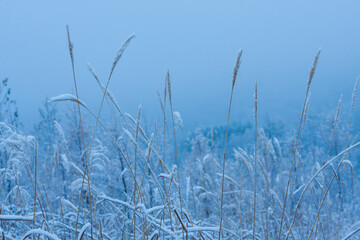 Obraz premium Fogy morning, early winter