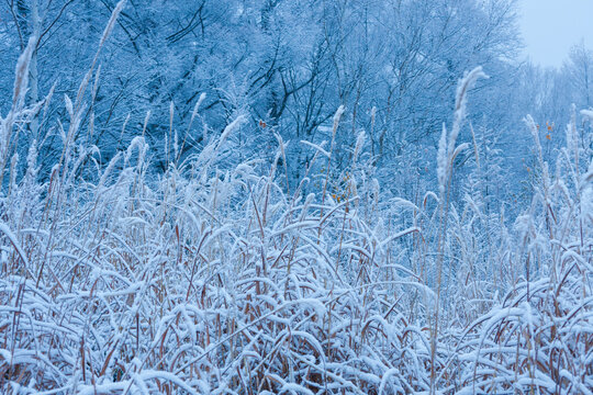 Fogy morning, early winter