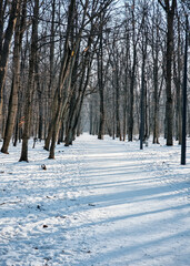 Fototapeta premium Snow-covered forest path in morning sunlight. Serene winter landscape: bare trees and shadows on a vanishing point snowy trail through a deciduous forest.