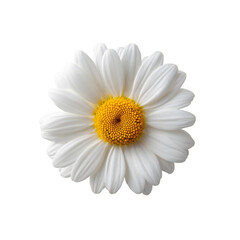 A stunning close-up of a white daisy with vibrant yellow center showcasing natural beauty on transparent background