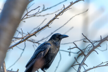 冬の枝にとまるハシボソガラスの野生の姿