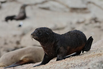 Australian fur seal