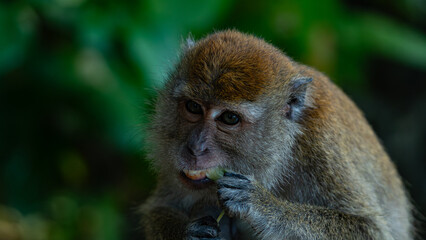 Obraz premium Macaque monkeys