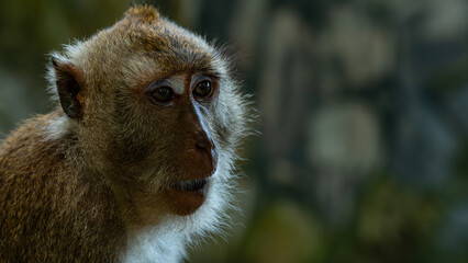 Obraz premium Macaque monkeys