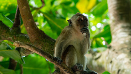 Fototapeta premium Macaque monkeys