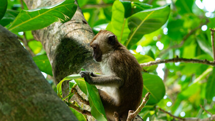 Obraz premium Macaque monkeys